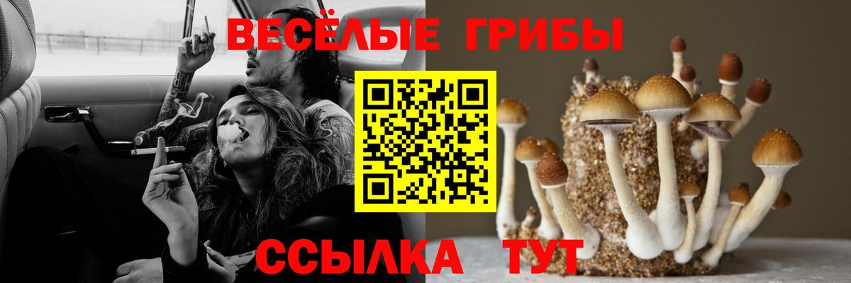 Псилоцибиновые грибы Psilocybe Верхний Уфалей